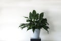 Clean interior with stand and peace lily plant on empty white wall background for text Royalty Free Stock Photo