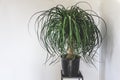 Clean interior with stand and ponytail palm plant on empty white wall background for text