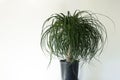 Clean interior with stand and ponytail palm plant on empty white wall background for text Royalty Free Stock Photo