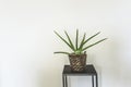 Clean interior with stand and ponytail palm plant on empty white wall background for text Royalty Free Stock Photo