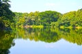 Clean lake in green spring summer forest