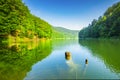 Clean lake in green spring summer forest Royalty Free Stock Photo