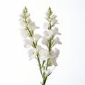 Clean-lined White Flowers In Caffenol Style: High Tonal Range Vase Arrangement