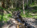 Clean little creek in the pine forest