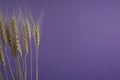 Clean minimal dry gray organic natural country wheat flower stems against neutral purple blue abstract background.