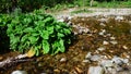 Clean mountain water spring flowing through rocky landscape surrounded by forest foliage, Monk\'s Rhubarb plant in front Royalty Free Stock Photo