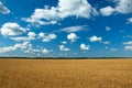 Clean oats field Royalty Free Stock Photo