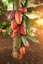 Clean orange brown color cocoa pod Royalty Free Stock Photo