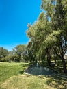 a clean pond near a willow tree on a summer day Royalty Free Stock Photo