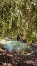 a clean pond near a willow tree on a summer day Royalty Free Stock Photo