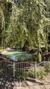 a clean pond near a willow tree on a summer day Royalty Free Stock Photo