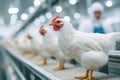 Clean Poultry Processing Facility with Worker Supervising Chickens Royalty Free Stock Photo