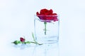 Clean, pure, clear water and a red rose