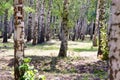 Beautiful silver birches with reflection in flooded forest in spring