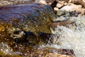 Clean river water flows over the stones and envelops them