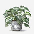 Clean and Serene: Marble Queen Pothos on a White Surface Royalty Free Stock Photo