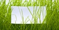Clean sheet in green grass Royalty Free Stock Photo