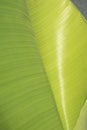 Clean shinny banana leaf detail texture and background Royalty Free Stock Photo