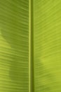 Clean shinny banana leaf detail texture and background Royalty Free Stock Photo