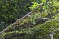 Clean shoot of iron made canopy which covered with ivory plants