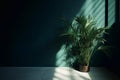 Clean and sleek dark green wall with tropical bamboo palm tree and copy space, AI generated