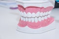 Clean teeth denture, dental cut of the tooth, tooth model, and dentistry instruments in dentist`s office. Tooth care