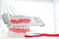 Clean teeth denture, dental jaw model and toothbrush in dentist's office.