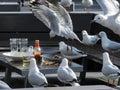 Flock of Seagulls Scavenging Leftovers at an Empty Restaurant Table Royalty Free Stock Photo