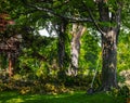 Clean up after the storm Fallen tree limbs cover front yard of house with large trees with rake leaning against one