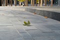 A clean urban park path with a single leaf resting on the pavement Royalty Free Stock Photo