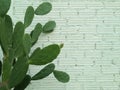 Clean vintage white brick texture wall and Opuntia cactus left side background with copy space, Retro countryside theme