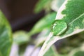 Clean water drop on green leaf. Macro rain nature background. Concept of natural Royalty Free Stock Photo