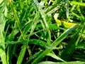 Clean water drops on the grass, sunny morning