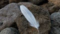 a clean white dove feather Royalty Free Stock Photo