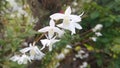 Clean white forest orchid flowers Royalty Free Stock Photo