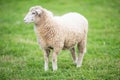Clean white sheep on a green meadow during a pasture Royalty Free Stock Photo