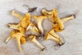 Cleanded group of chantarelles from obove Royalty Free Stock Photo