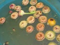 Cleaned artichokes in a bath wit a lemon Royalty Free Stock Photo