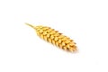 Cleaned dried wheat ear isolated. Royalty Free Stock Photo