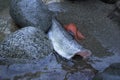 A cleaned and gutted fish sits in the cold river water with it`s eggs roe beside it