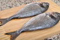 Cleaned and ready to cook fresh fish dorado, cipura cupra fish Royalty Free Stock Photo