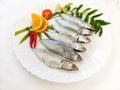 Cleaned and Ready to cook Fresh Fish Horse / Indian Mackerel Fish Decorated with herbs and Vegetables on a white plate Royalty Free Stock Photo