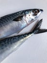 Cleaned and ready to cook fresh fish horse mackerel, istavrit fish, Royalty Free Stock Photo