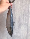 Cleaned and ready to cook fresh fish horse mackerel, istavrit fish, Royalty Free Stock Photo