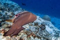 Cleaner fish iinside bat fish in maldives Royalty Free Stock Photo