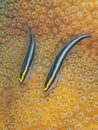 Cleaner gobies, Elacatinus genie. Bonaire. Caribbean Diving holiday Royalty Free Stock Photo