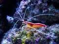 Lysmata amboinensis - Pacific cleaner shrimp Royalty Free Stock Photo