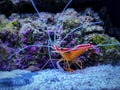 Lysmata amboinensis - Pacific cleaner shrimp Royalty Free Stock Photo