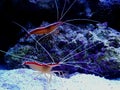 Lysmata amboinensis - Pacific cleaner shrimp Royalty Free Stock Photo