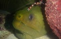 a cleaner shrimp and a green moray eel on a reef in the Caribbean Royalty Free Stock Photo
